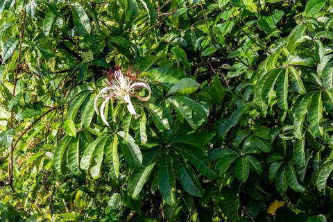 White blossom in the rainforest, dense vegetation, Tortuguero National Park, Costa Rica, Central