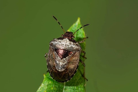 Macro photograph of a Schiller bug (Eysacoris venistissimus) sitting on the tip of a leaf and