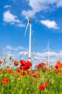 Wind farm, field with flower strips, insect-friendly border of fields with mixed flowers, poppies,