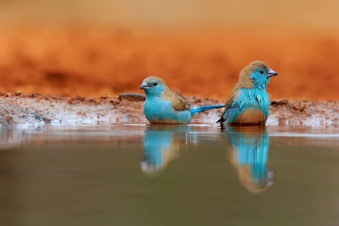 Angolan butterfly finch (Uraeginthus angolensis), blue-eared butterfly finch, adult, two birds, at