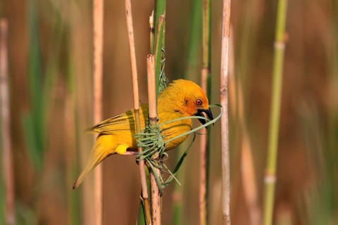 Eastern golden weaver (Ploceus subaureus), adult, male, starts nesting, Saint Lucia Estuary,