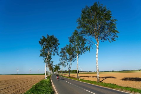 Birch avenue, country road, near the village of Katzem, Heinsberg district, wind farm, North