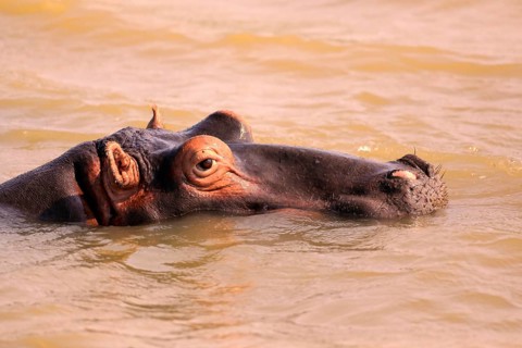Hippopotamus (Hippopatamus amphibius), adult, in water, resting, portrait, Saint Lucia Estuary,