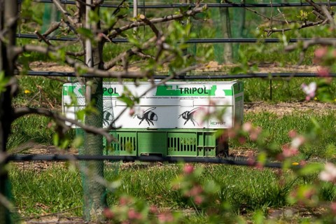 Bumblebee box, with three bumblebee colonies, for pollination of outdoor crops, here apple trees,