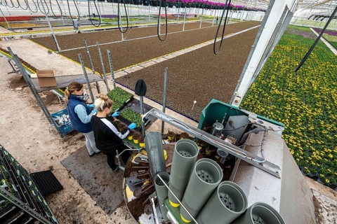 Horticultural business, greenhouse, young plants are potted, the potting soil is filled into the
