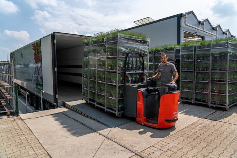 Horticultural company, lavender plants, in flower pots, outdoors, are packed for transport to the
