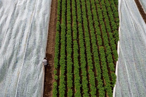 Potato field, fleece cover is removed, the fleece is intended to protect against weather