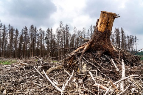 Forest dieback in the Arnsberg Forest nature park Park, over 70 per cent of the spruce trees are