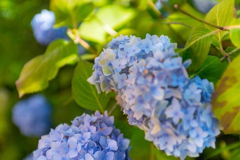Bigleaf hydrangea (Hydrangea macrophylla), also known as garden hydrangea, flowering hydrangea,