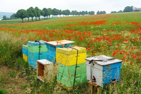 Beehives, beekeeping in a cornfield with blooming poppies, near Warstein, Sauerland, North