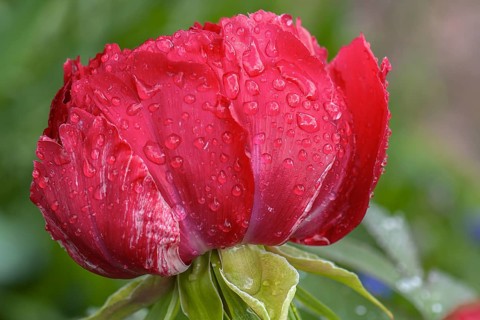 Peony blossom (Peonia) with raindrops, Bavaria, Germany, Europe