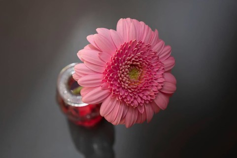 Blossom of a gerbera (gerbera) in a vase on a grey background, Bavaria, Germany, Europe