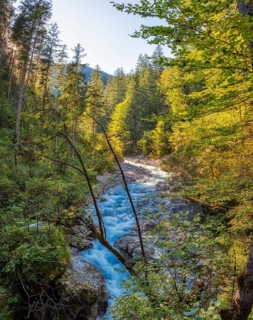 A clear river flows through a dense forest under a sunny sky, Wimbach
