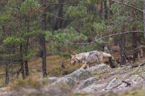 One young male eurasian gray wolf (Canis lupus lupus) running thru a forest with rocks and heather.