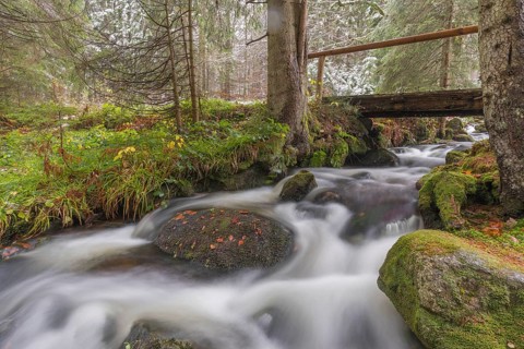 Kleine Ohe creek below Waldhaeuser village in the Bavarian Forest Nationalpark. Flowing water and