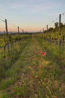 Vineyards at sunrise in Langenlois, Kamp-Manhartsberg Valley Austria