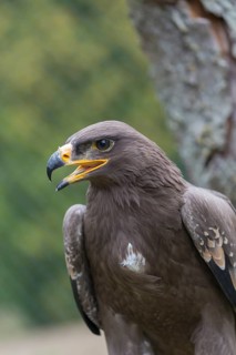 Portrait of immature Aquila nipalensis, steppe eagle, in late light with green background