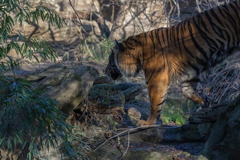 One Sumatran tiger (Panthera tigris sondaica, syn. Panthera tigris sumatrae) walking through dense