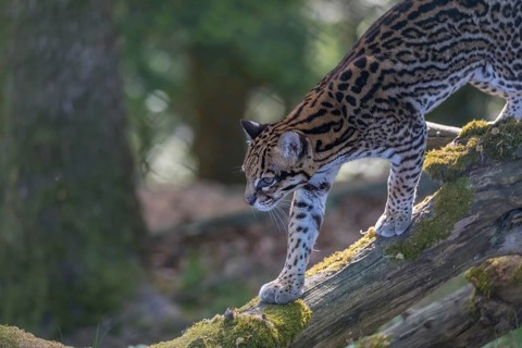 One Ocelot, Leopardus pardalis, walking down on a fallen tree with green vegetation in the