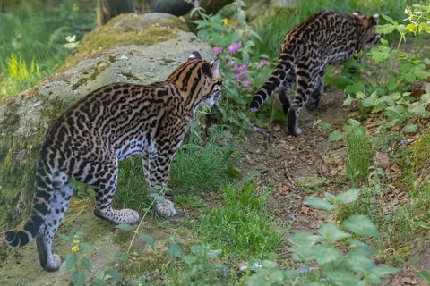 Two Ocelot, Leopardus pardalis, walking on green grass with green vegetation in the background