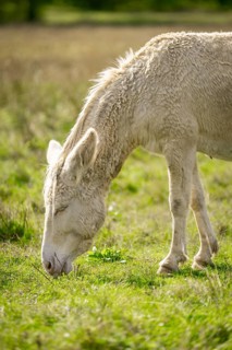 A white donkey, baroque donkey grazing peacefully on a green meadow in daylight, Lake Neusiedl