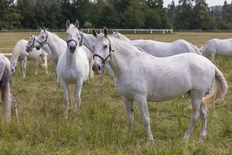 Kladruber horse, mares, standing on the paddock. National Stud Farm Kladruby nad Labem