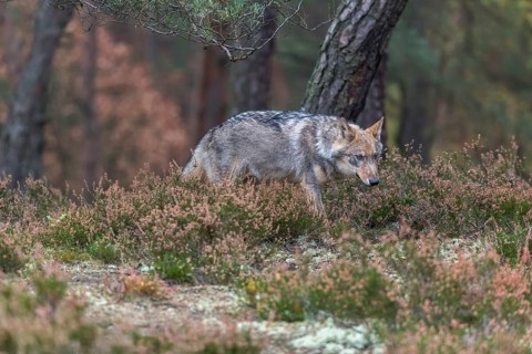 One young male eurasian gray wolf (Canis lupus lupus) running thru a forest with rocks and heather.