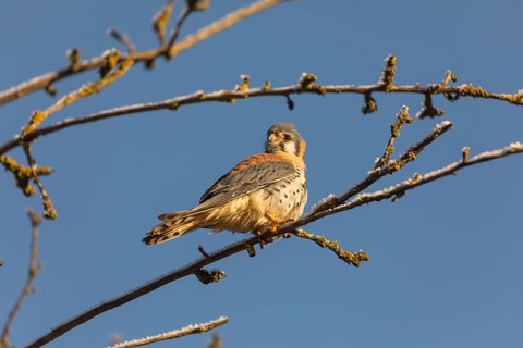 One American kestrel (Falco sparverius) sitting on a twig in early morning light with a blue sky in
