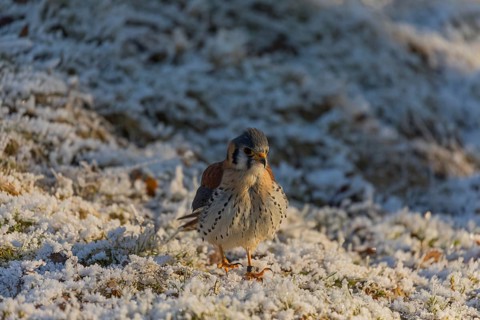 One American kestrel (Falco sparverius) sitting on hoar frosted meadow in early morning light