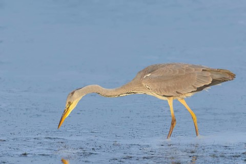 Grey heron (Ardea cinerea), also heron, hunting, fishing, sunrise, wildlife, heron, water bird,