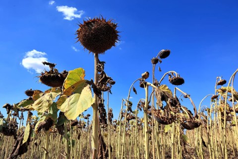 Romania, near Giurgiu in the south of the country, sunflowers ripe for the harvest, Europe