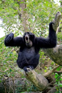 Siamang (Symphalangus syndactylus), adult calling, Southeast Asia