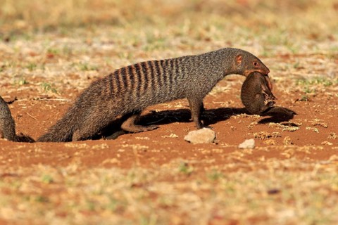 Zebra mongoose (Mungos mungo), adult with young, neck bite, mother carrying young, Kruger National