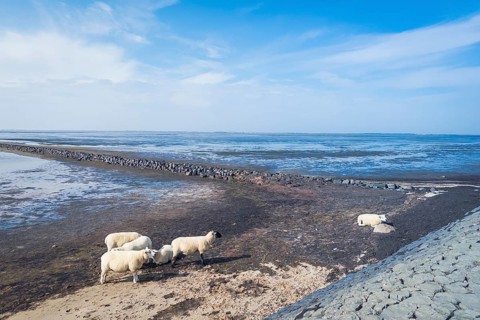 Sheep on the dyke, Rantum Basin, cycle tour, tourism, travel, North Sea, island, Sylt, Germany,