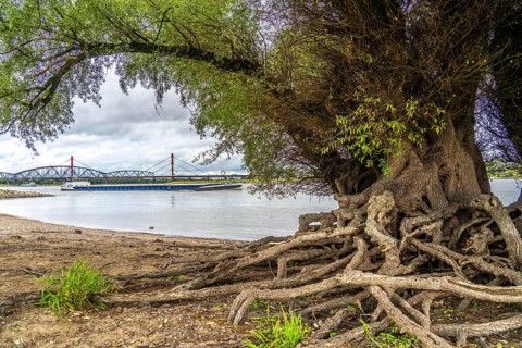 Rhine bank near Duisburg-Baerl, old silver willow, exposed roots, cargo ship, Haus-Knipp railway