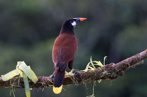 Montezuma's forehead bird (Gymnostinops montezuma), Costa Rica, Central America