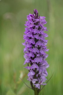 Southern marsh orchid (Dactylorhiza praetermissa), Emsland, Lower Saxony, Germany, Europe