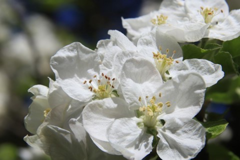 Apple blossoms on a tree in an orchard in the Osterzgebirge, Bannewitz, Saxony, Germany, Europe