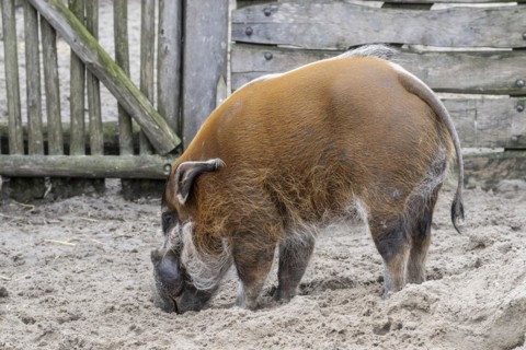 Red river hog (Potamochoerus porcus) Emmen Zoo, Netherlands