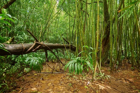 Landscape of Rainforest at the Lulumahu trail to the Lulumahu falls, Honolulu Watershed Forest