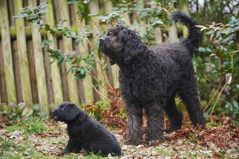Close-up of a labradoodle mother with puppy on a meadow in winter, Germany, Europe