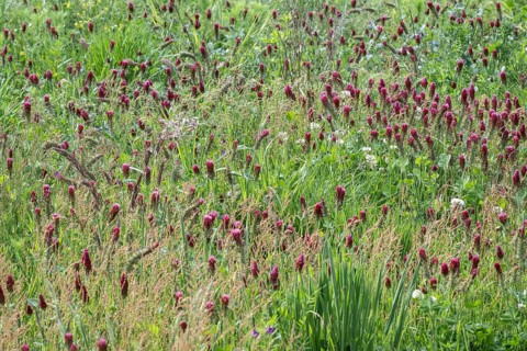 Incarnate clover (Trifolium incarnatum) and white clover (Trifolium repens), Emsland, Lower Saxony,