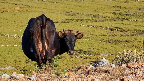 A cow on a green meadow in front of a mountain panorama under a blue sky, farm animals, Mani