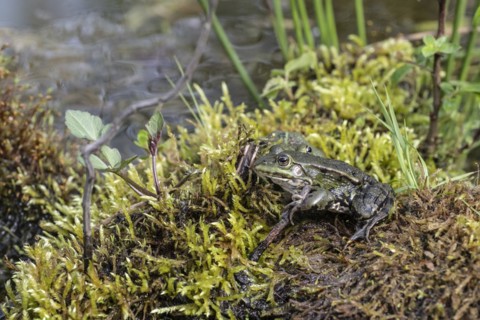 Green frogs (Pelophylax esculentus), Emsland, Lower Saxony, Germany, Europe