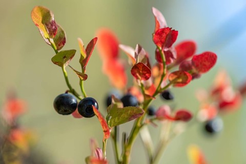 European blueberry (Vaccinium myrtillus), blueberries, Finland, Europe