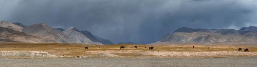 Herd of horses on a plateau, Ak Shyrak Mountains, near Kumtor, Kara-Say, Tian Shan, Kyrgyzstan,