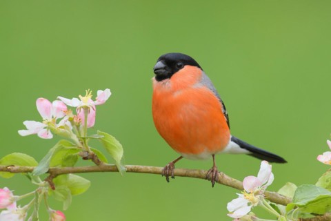 Eurasian bullfinch (Pyrrhula pyrrhula) male sitting on a branch with apple blossoms, bullfinch,