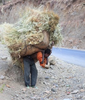 In the highlands between Mekele and Lalibela, farmer carries his cut grain home on his back,