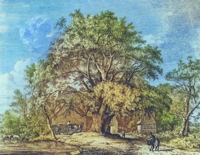Famous old trees, The Wych elm at Bagot's Mill, England, Historical, digitally restored