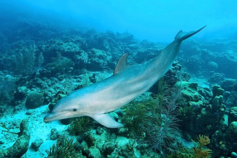 Underwater photo of Bottlenose dolphin (Tursiops truncatus) Dolphin swimming over coral reef,